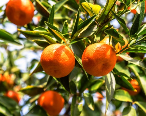 Drzewko mandarynkowe oczarowuje wyglądem i zapachem. Jak je uprawiać?