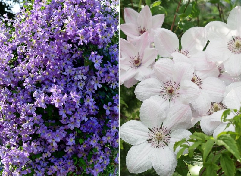 które powojniki kwitną najdłużej