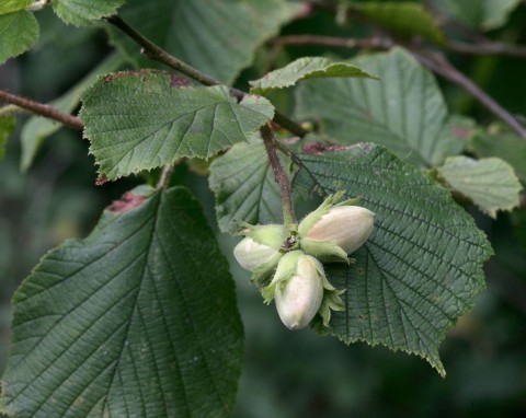 Leszczyna pospolita (Corylus avellana)