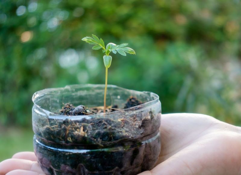 Winter sowing pozwala otrzymać zdrowe i odporne na mróz siewki.