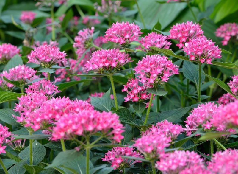 Piątak lancetowaty nie przetrwa mrozów w gruncie, ale możemy go przezimować w pomieszczeniu.