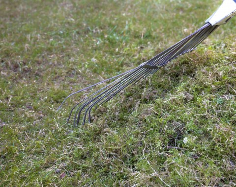 Pielęgnacja trawnika po zimie - wertykulacja, pleśń pośniegowa, choroby grzybowe