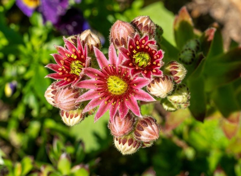 Ciekawe kwiaty rojnika górskiego przykuwają uwagę.