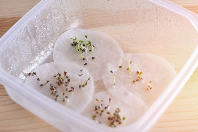 Prosty test pozwoli sprawdzić zdolność starych nasion do kiełkowania.