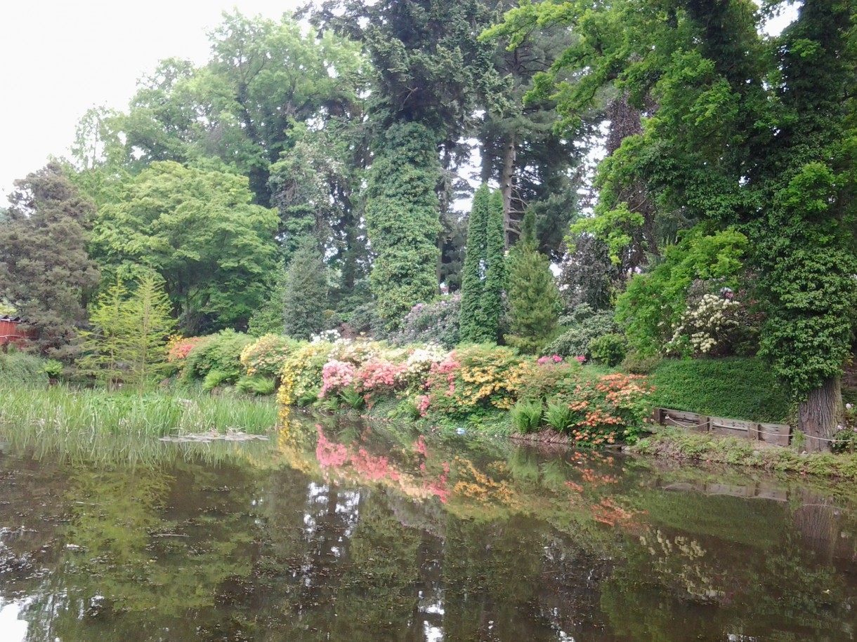 Pozostałe, Zakwitly rozaneczniki i azalie w arboretum