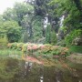 Pozostałe, Zakwitly rozaneczniki i azalie w arboretum