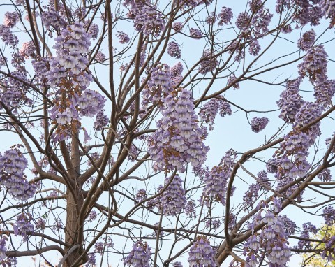 Kwitnie jak marzenie, ale w wielu krajach jest zakazana. Dlaczego trzeba uważać na paulownię omszoną?