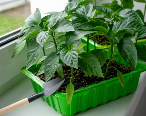 Siew papryki na rozsadę. Pominiesz ważna rzecz, sadzonki będą słabe i wyciagnięte