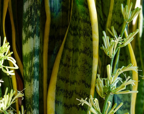 Kwitnącą wężownica to rzadkość. Co zrobić, żeby sansewiera wypuściła urocze, pachnące wanilią kwiaty?