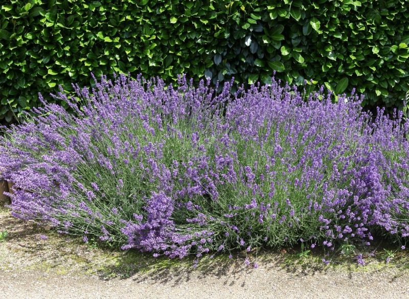 Sadzonki lawendy można mieć za darmo.