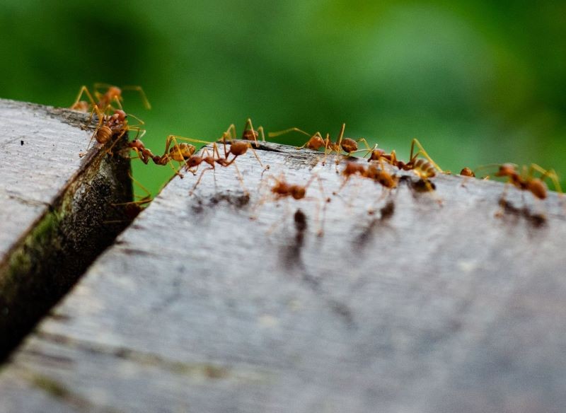 Mrówki to pożyteczne stworzenia, nie powinniśmy ich zabijać.