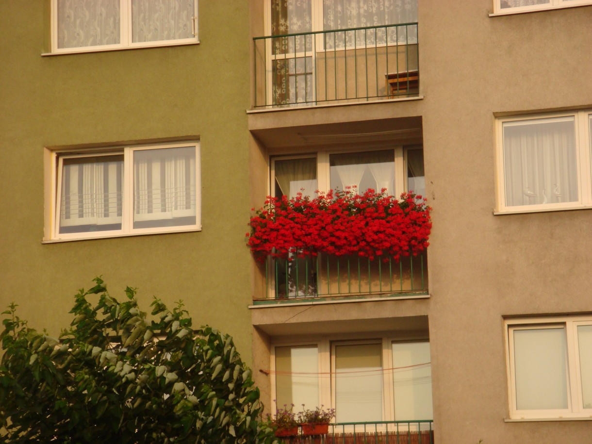 Pelargonie