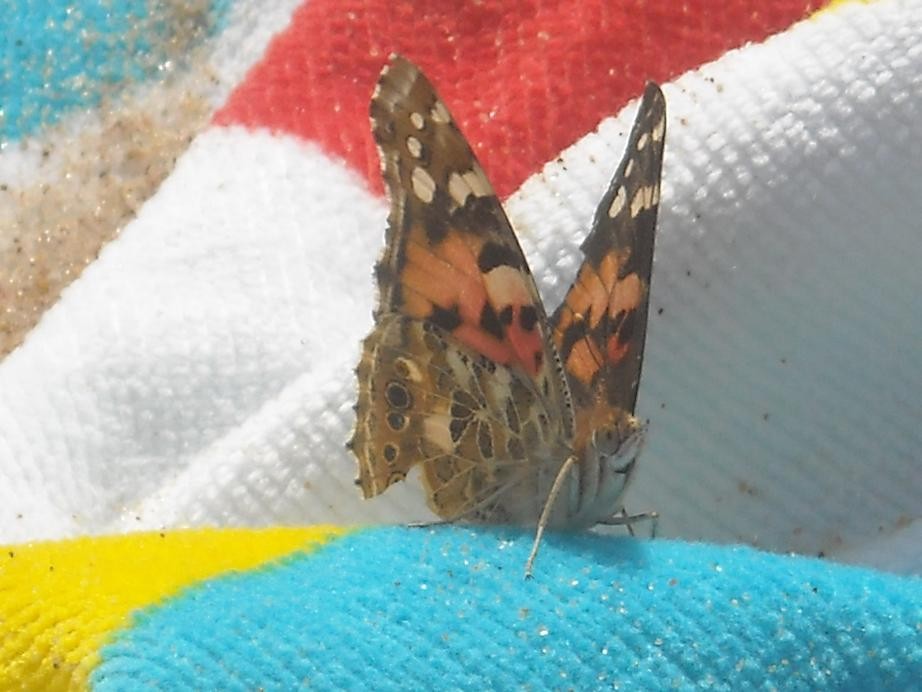 Pozostałe, Sierpniowo....lawendowo.....wakacyjnie ......imprezowo.... - ........i motyl ....... przyfrunął do  mnie na plażę.........