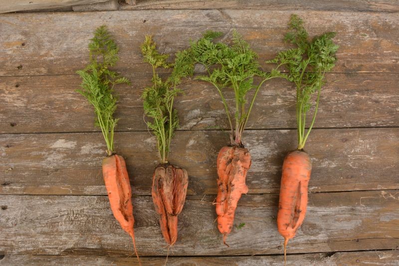 Marchew może pękać z różnych powodów, ale jednym z najczęstszych jest nieregularne podlewanie.