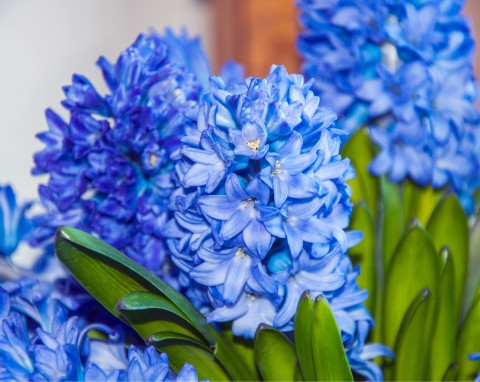 Zimowe pędzenie roślin cebulowych. W domu będzie wiosna w środku zimy