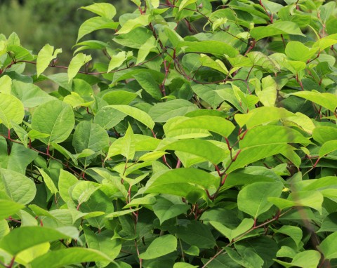 Apteka w ogrodzie: Rdest japoński  (łac. Polygonum cuspidatum, ang. Japanese knotweed)