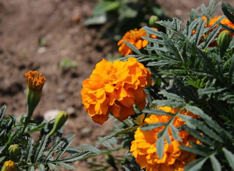 Wysiej aksamitki jesienią, by nie robić z nich rozsady wiosną. 