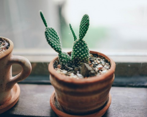 Kaktus z podkładki korkowej – jak zrobić?