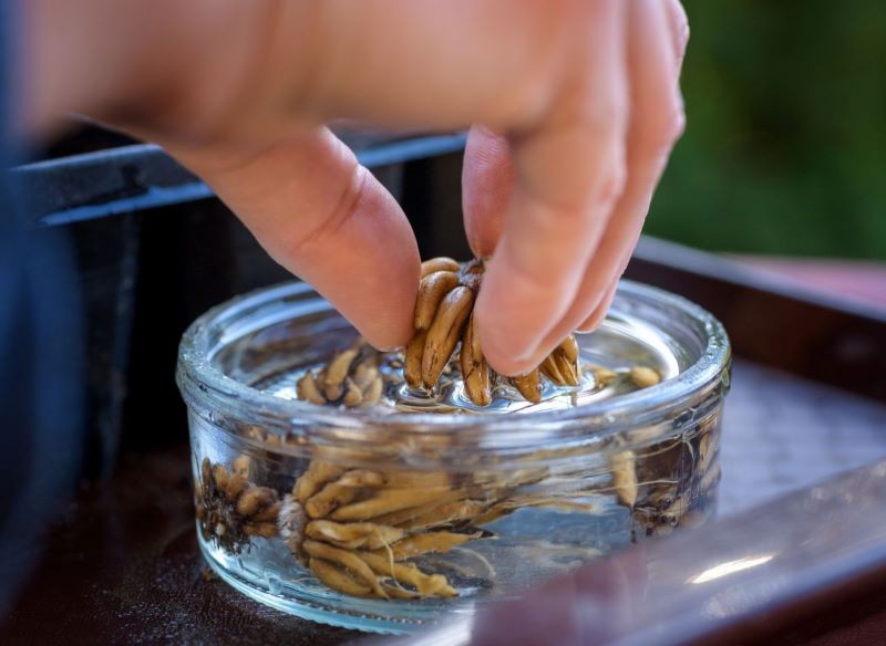 Charakterystyczne bulwy jaskrów przed posadzeniem trzeba namoczyć w wodzie.