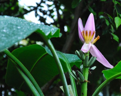 Coraz więcej ogrodników sadzi tę egzotyczną roślinę w warzywniku. Chroni, użyźnia glebę i przyciąga zapylacze