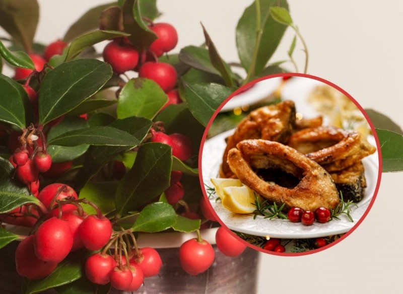 kwiaty na boże narodzenie