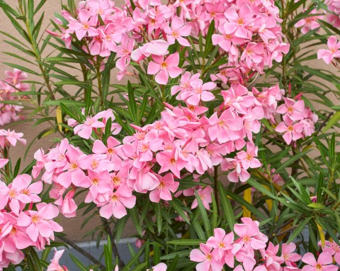 Nie wystarczy przenieść oleandra w cieplejsze miejsce. Bez tego nie przetrwa zimy