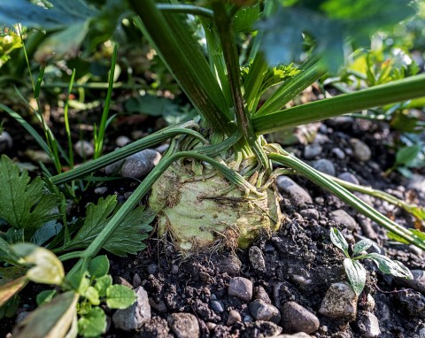 Posadź seler w dobrym sąsiedztwie. Będzie miał zdrowe i twarde bulwy
