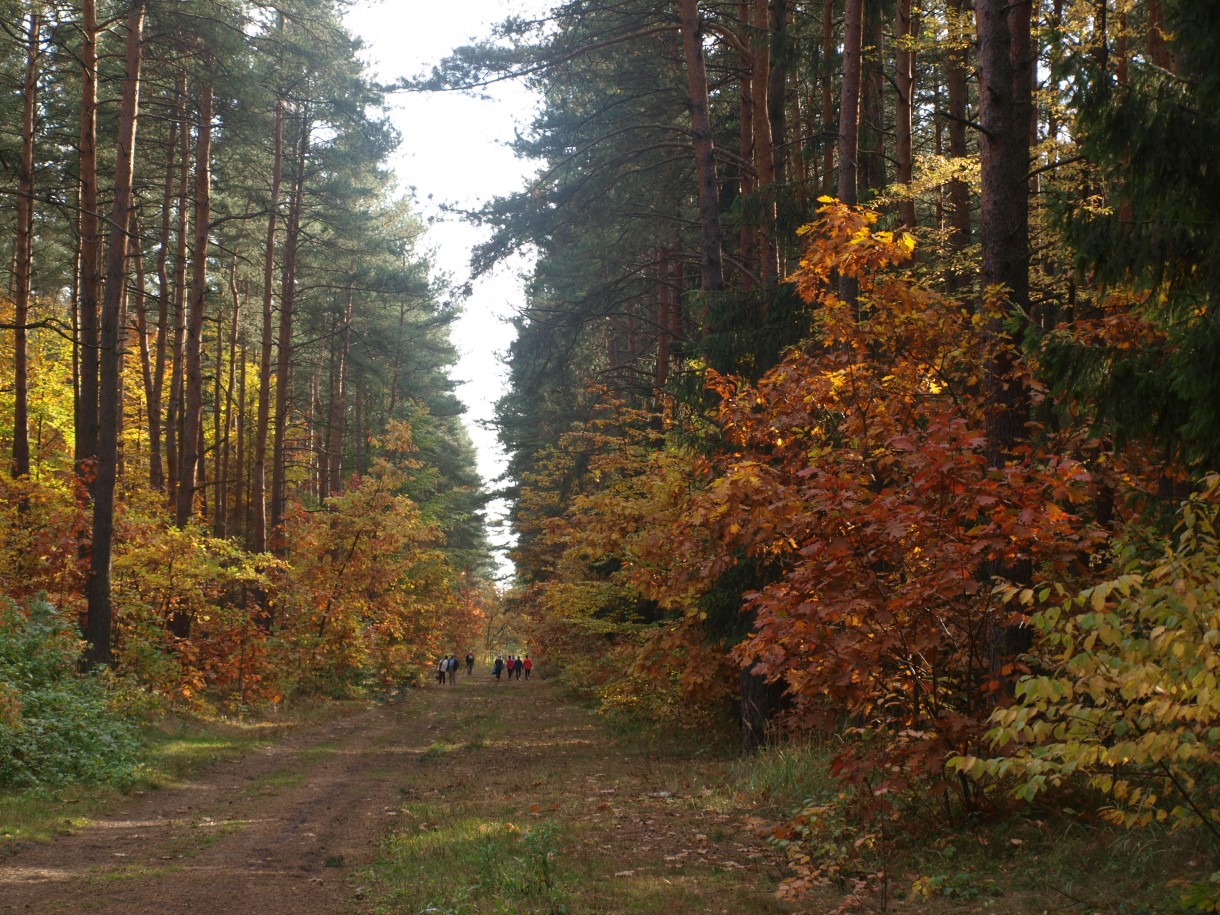 Pozostałe, Liście