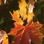 Pozostałe, Jesień................. - ................i liście czerwienią się w słonku...................