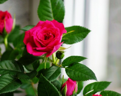 Róże, gerbery i wilczomlecze. Jak dbać o te rośliny domowe?
