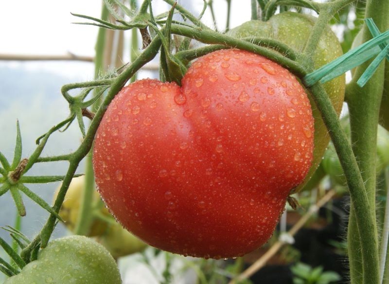 Pomidory Oxheart są imponujących rozmiarów.