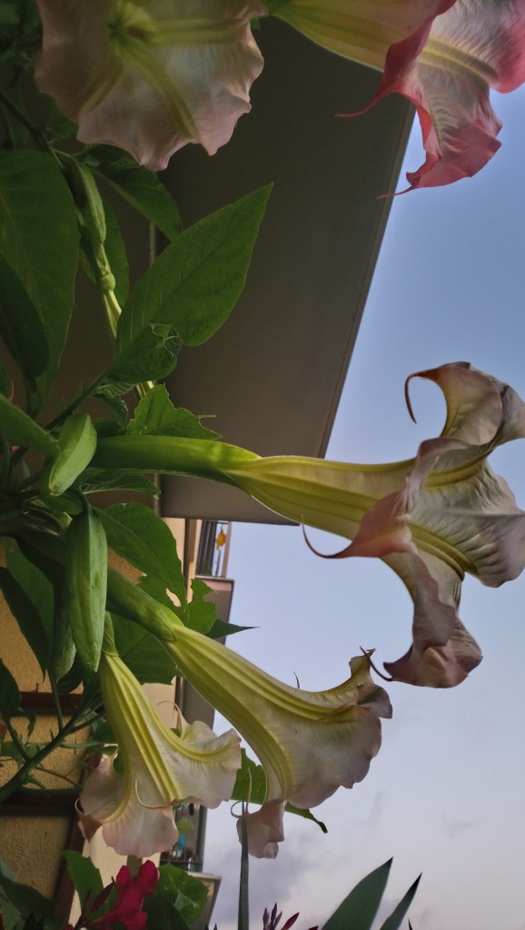 Balkon, Lato na balkonie.............moje datury........... - ................datura..................