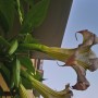 Balkon, Lato na balkonie.............moje datury........... - ................datura..................