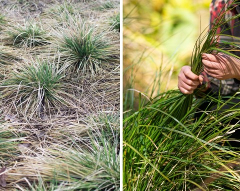 Które trawy ozdobne ścinać, a które wyczesywać na wiosnę?