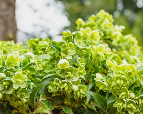 Rozmnażanie ciemierników. Darmowe  sposoby darmo powiększyć kolekcji kwiatów