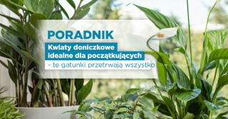 TOP 10 roślin doniczkowych dla początkujących. Kwiaty, które przetrwają wszystko