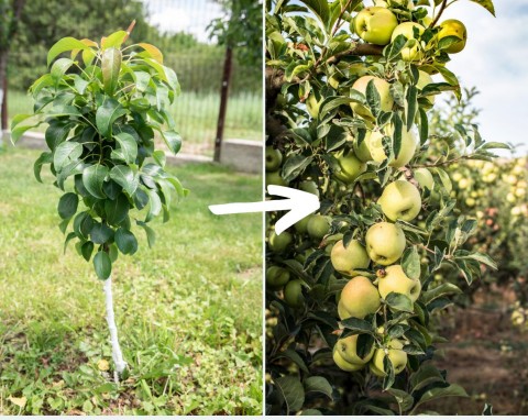 Doskonałe rozwiązanie dla małych sadów i ogrodów. Jak uprawiać kolumnowe drzewa owocowe?