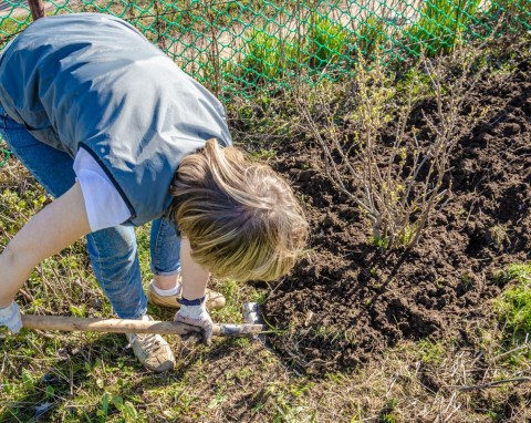 Ściółkowanie odwrotne. Metoda, która oszczędza wodę, odżywia glebę i wspomaga wzrost roślin