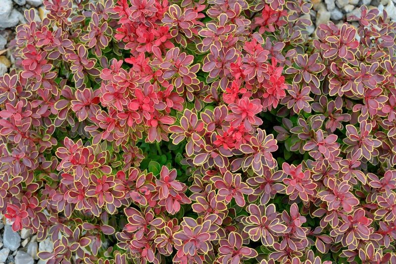 Jak przygotować berberysy do zimy?