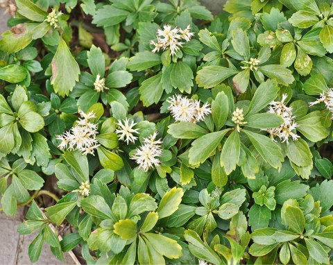 Runianka japońska (Pachysandra terminalis)