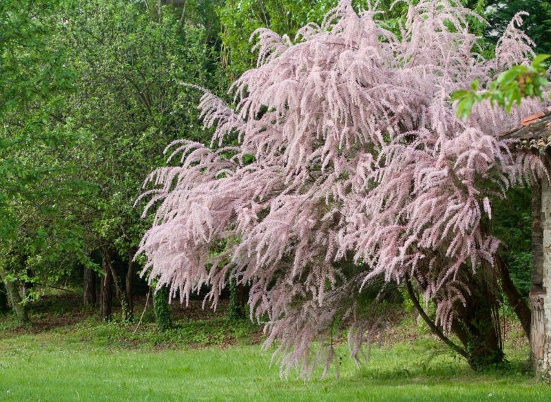 W polskich ogrodach uprawiamy 3 gatunki tamaryszków.