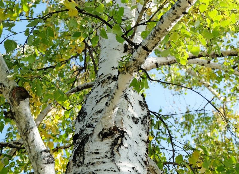 Brzoza wprowadza do ogrodu wyjątkowy klimat. Fot. CanvaPro