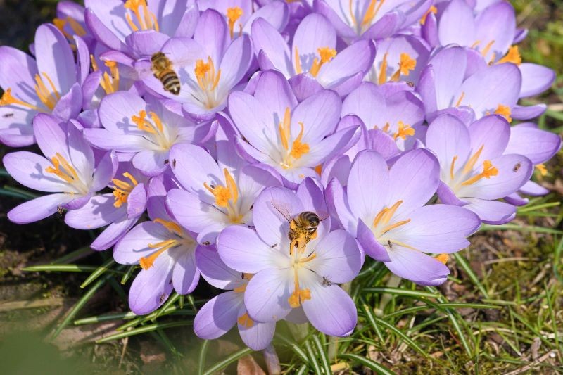 Jak pielęgnować krokusy, żeby długo kwitły?