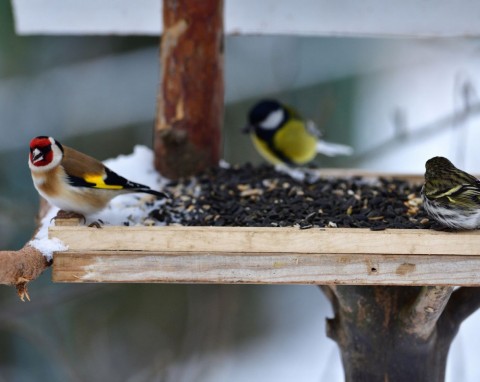 Prosta sztuczka, by przyciągnąć ptaki do ogrodu. Przylecą nawet te najbardziej wybredne