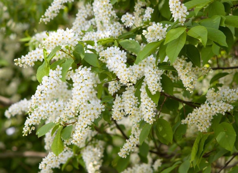 Czeremcha w trakcie kwitnienia wygląda bardzo atrakcyjnie.