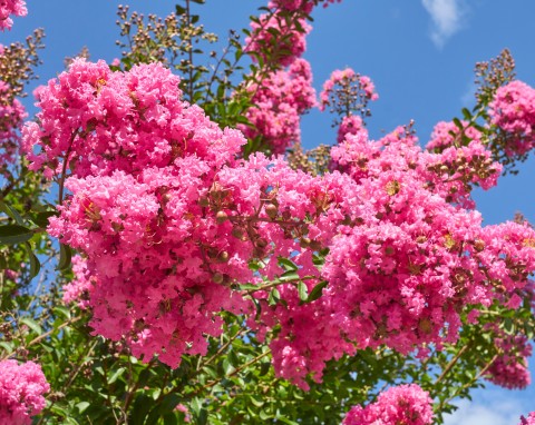 Kwitnie spektakularnie, nawet przez 100 dni. Jak przyciąć mirt krepowy, by podwoić kwitnienie?