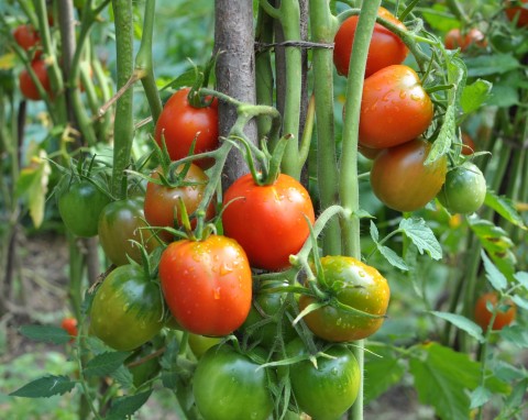 Tak nie wolno sadzić pomidorów. Ogrodnik pokazuje błędy, które najczęściej popełniamy