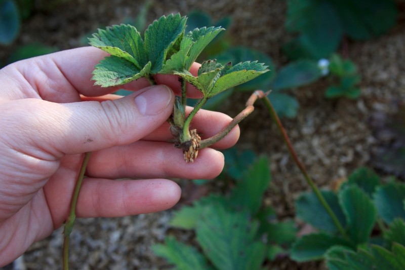 rozmnażanie truskawek