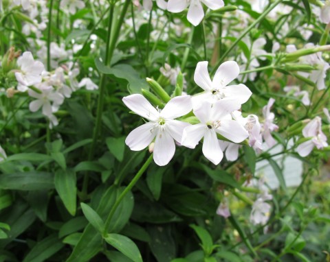 Mydlnica lekarska (Saponaria officinalis)