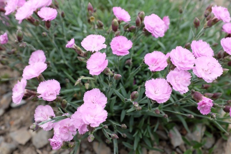 Goździki ogrodowe mogą kwitnąć imponująco długo.